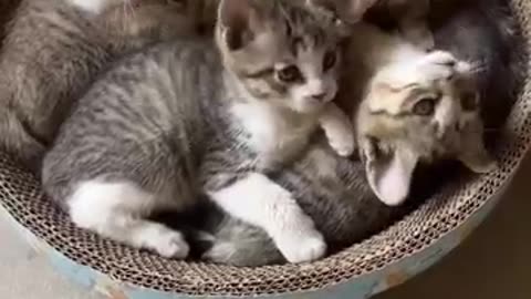 Cute kittens ❤️❤️