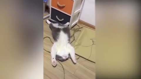 Cute Kitties doing funny things