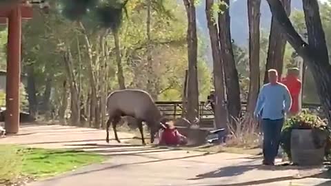 Men watch as woman assaulted by elk