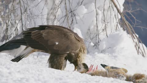 Detailed view of golden eagle eating on dead fox in the mountains at winter