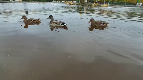 three ducks swim in the fountain