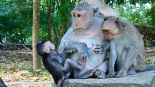 Funny animals # baby and monkey families #71# love animals.