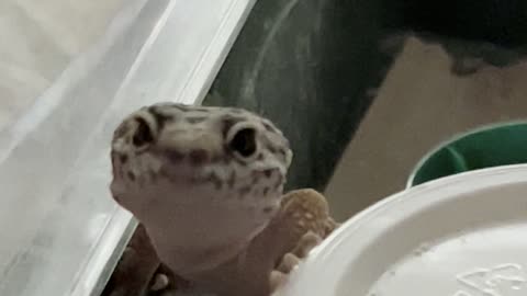 Leopard gecko