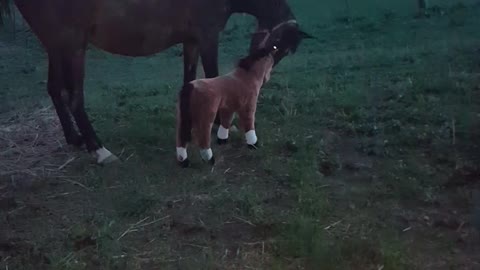 Horse Seems To Hate Her Stuffed Toy, Tosses It Around The Yard