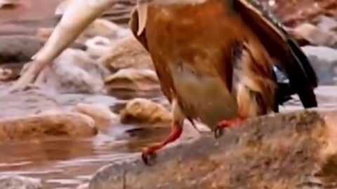 kingfisher fishing