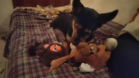 Puppy plays with a hare