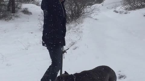 Dog jumps incredibly while playing with his daddy