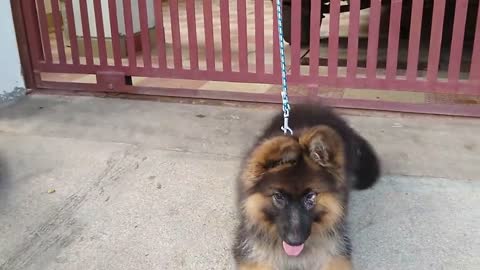 german shepherd puppy training