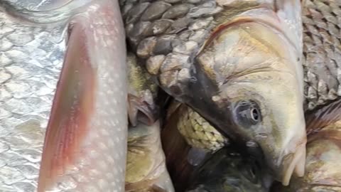 Carp Fish Video In Market l Big Karfu Carp Fish Video#shorts