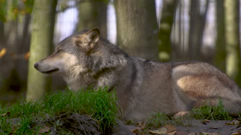 predatory gray wolf