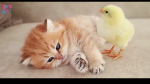 Cat and Hen Baby so cute