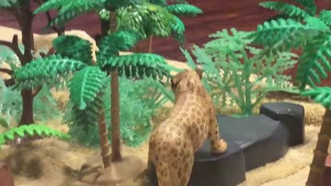 African Leopard Hunt.mp4