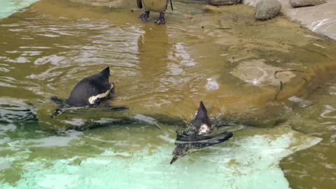 Penguin in side of water with beautiful background🐧