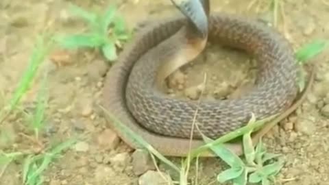 Most Venomous Snake in The World #short #snake #shortvideo