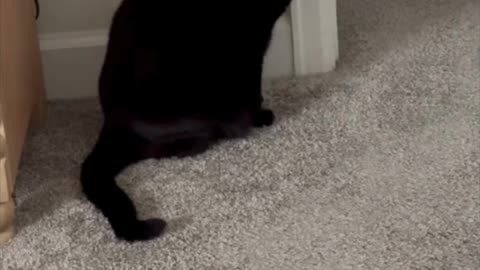 Adopting a Cat from a Shelter Vlog - Cute Precious Piper is a Room Security Guard #shorts