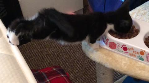 Kitten Stretches for a Snack