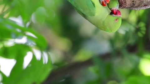 Parrot Home with Baby