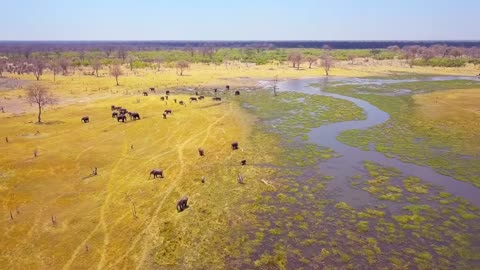 Life of African Elephants - Largest Terrestrial Mammals of the Earth - 4K Nature Documentary Film