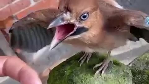 Super funny Birds ,Parrots and other animal Best link in description