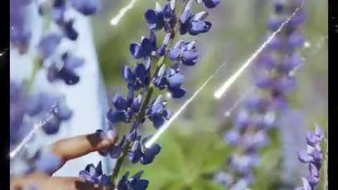 The Lilac Fragrance set off the gossamer wings