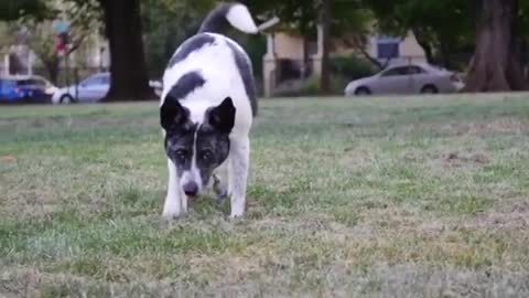 A erha walking on the lawn