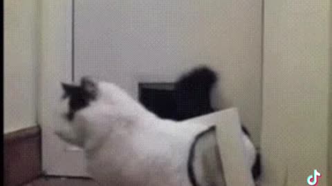 Mission impossible fat cat