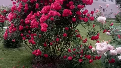 Beautiful rose under the window.