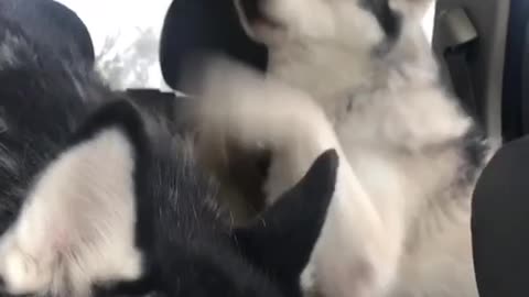 Funny Huskies