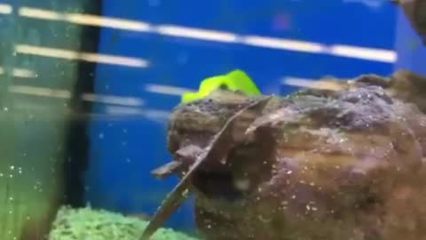 Fish playing hide and seek try to not laugh