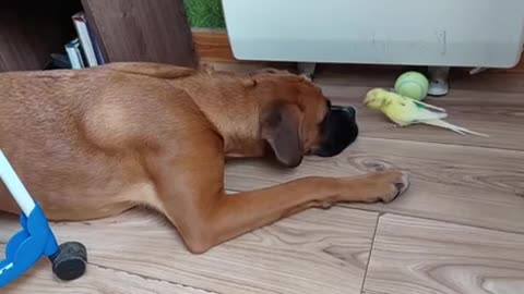 Budgie Wants Boxer's Ball