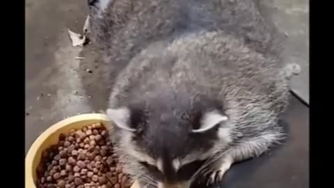 cute raccoon