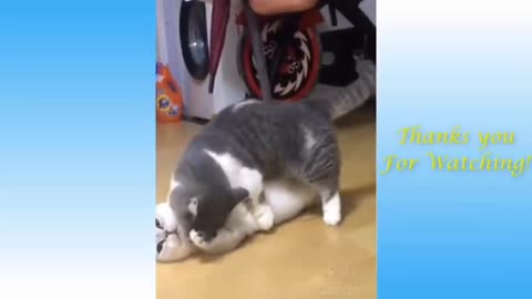 Baby Cats - Cute and Funny Baby Cat Videos Compilation