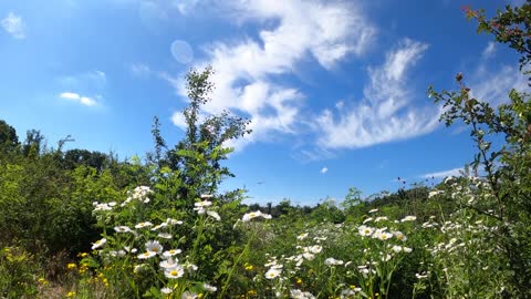 Ambient Nature Atmosphere