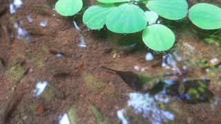 Cute small fishes in aquarium