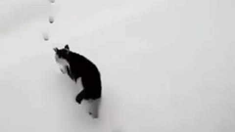 Ninja_cat_training_video