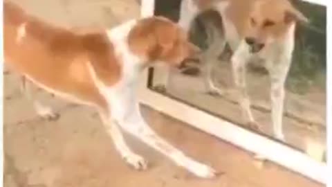 🤣dog fighting with his own reflection in mirror🤣