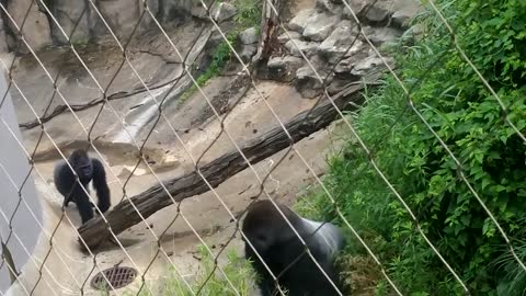 gorilla fight at zoo