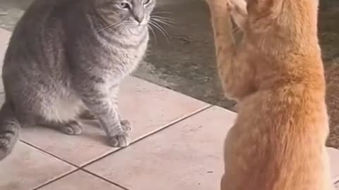 Funny Cats Playing