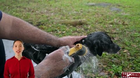 How To Wash Skunk Scent From a Dog