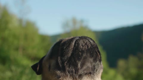 The innocence of a puppy to the sound of beautiful music