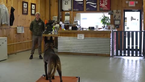 Dog training video