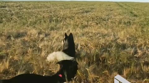 Dogs go hopping mad in the countryside