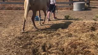 Rosie - Mounting Block Practice