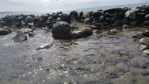 A Sea Turtle Swims Away