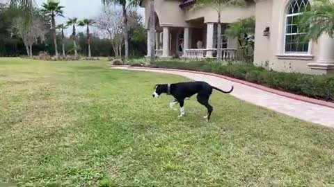 Excited doggies enjoy newspaper delivery fun