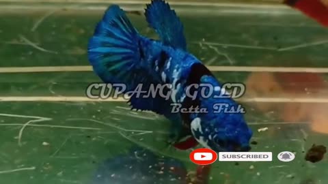 CUPANG BETINA --- BLACK AVATAR --- BETTA FISH --- BEST QUALITY