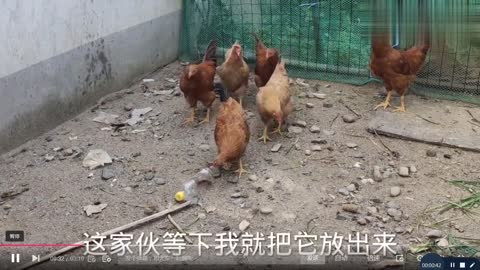 Divine Chicken Fights Centipede