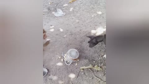 Monkey 🐒 & Dog 🐕 fight eating funny