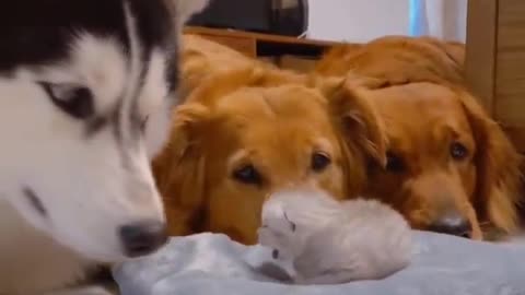 Golden Retrievers and husky meeting there best friends newborn kitten