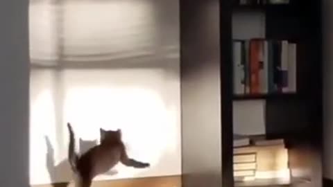 Funniest Cats-and-Dogs video